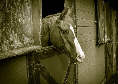 Outdoor photography horse stable
